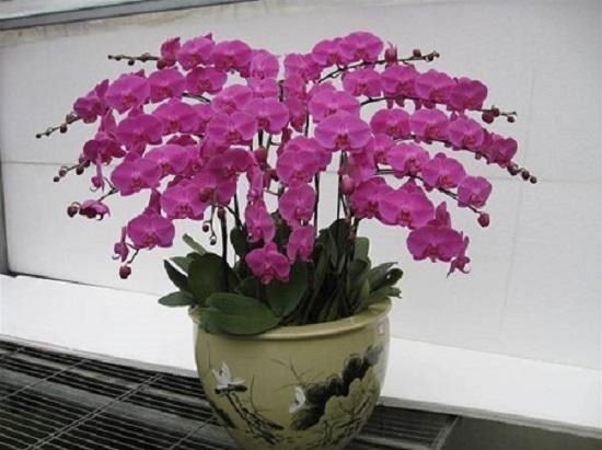 Những loài hoa đẹp trưng bày dịp Tết mang lại may mắn cho gia chủ
