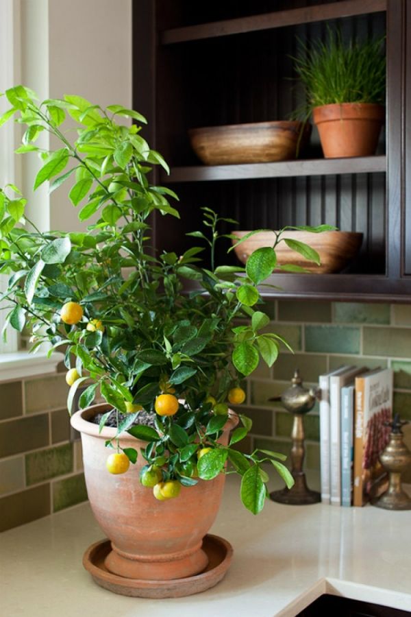 5 loại cây hút ẩm nên trồng trong nhà khi sang xuân