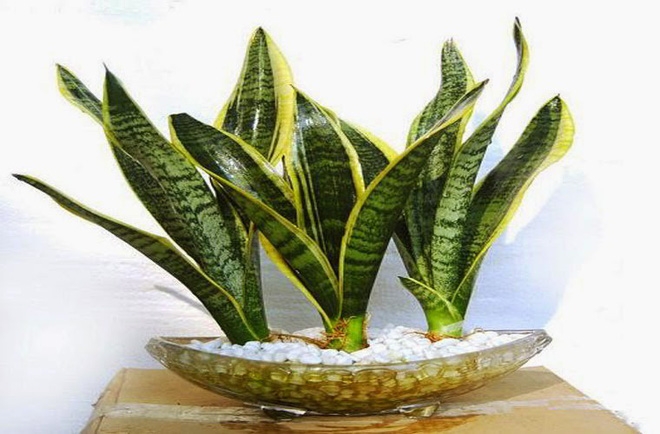 Những lỗi trồng cây phong thủy trong nhà khiến gia đình tiêu hao tài lộc