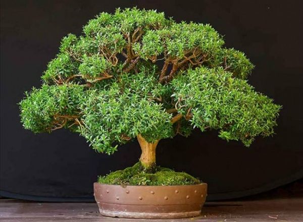 5 loại cây hút ẩm nên trồng trong nhà khi sang xuân
