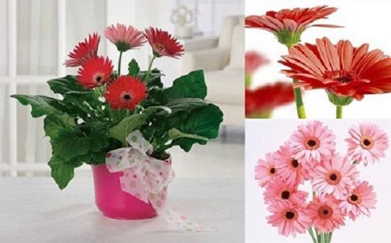 Những loài hoa đẹp trưng bày dịp Tết mang lại may mắn cho gia chủ