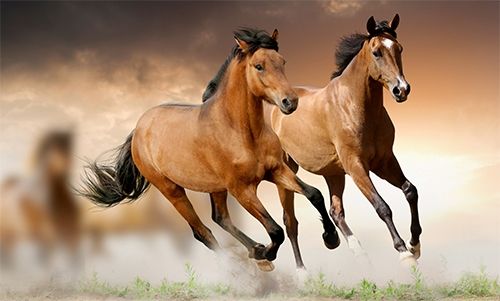 Xông đất đầu năm 2017: Tuổi nào rước phú quý cho gia chủ Mậu Ngọ?