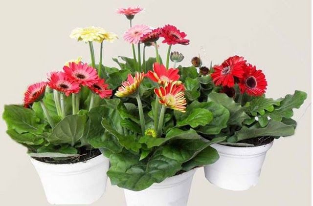 9 loại hoa đẹp, mang lại may mắn nên chưng trong dịp Tết