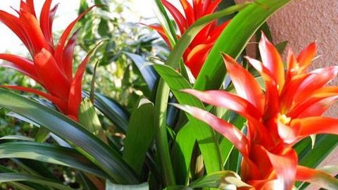 Ý nghĩ phong thủy ngày Tết của cây dứa cảnh nến đỏ
