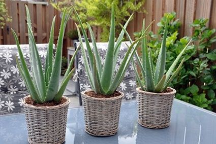 Những loại cây đặt trong phòng giúp bạn có giấc ngủ ngon