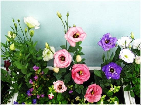 Những loài hoa đẹp trưng bày dịp Tết mang lại may mắn cho gia chủ