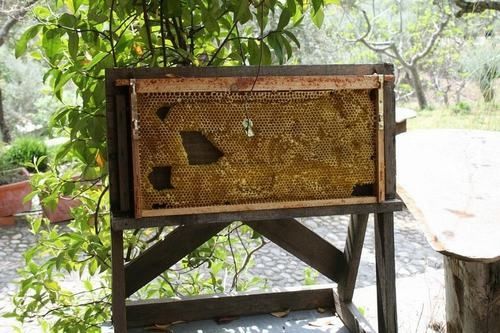 Độc đáo bảo tàng ong tại Tây Ban Nha