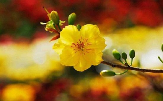 Những loài hoa đẹp trưng bày dịp Tết mang lại may mắn cho gia chủ