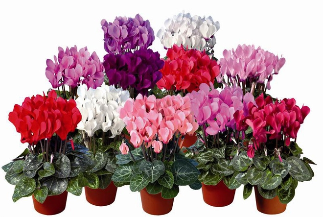 Những lỗi trồng cây phong thủy trong nhà khiến gia đình tiêu hao tài lộc