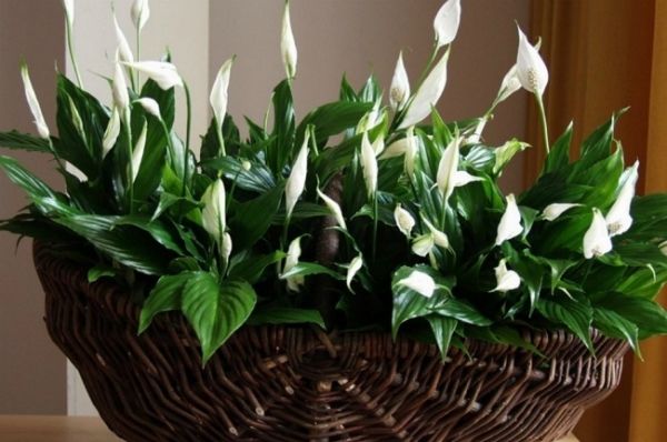 5 loại cây hút ẩm nên trồng trong nhà khi sang xuân