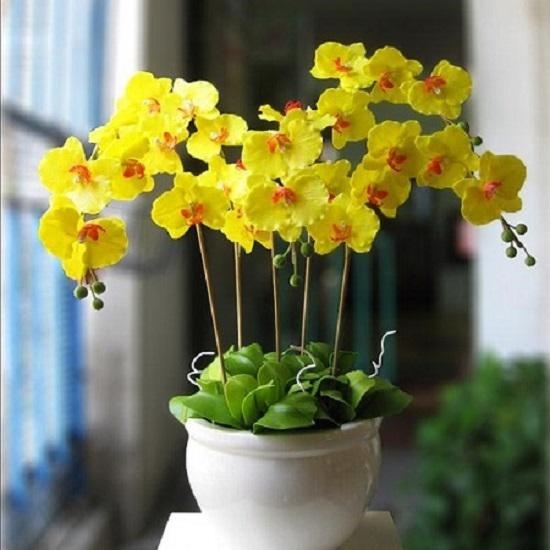 Những loài hoa đẹp trưng bày dịp Tết mang lại may mắn cho gia chủ
