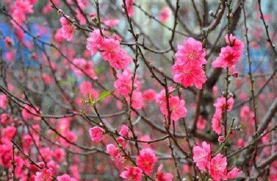 Những loài hoa đẹp trưng bày dịp Tết mang lại may mắn cho gia chủ