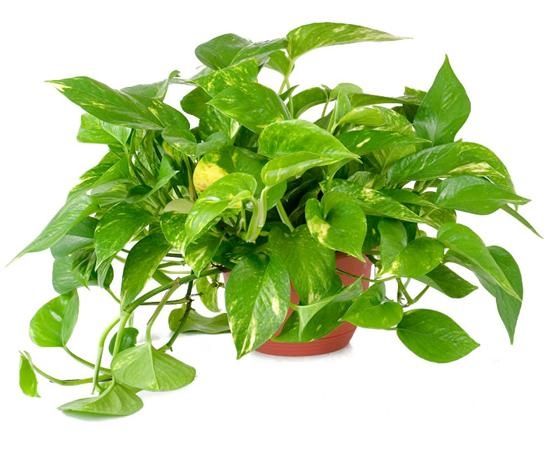 Những loại cây đặt trong phòng giúp bạn có giấc ngủ ngon