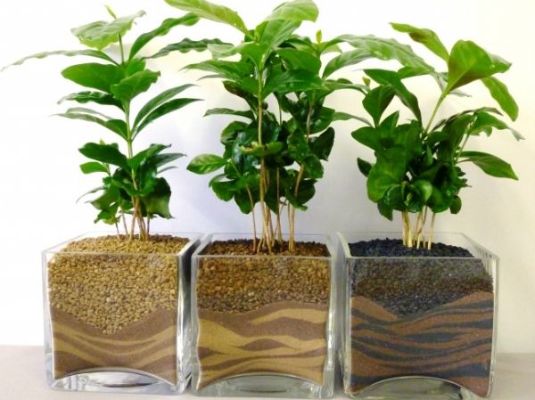 5 loại cây hút ẩm nên trồng trong nhà khi sang xuân