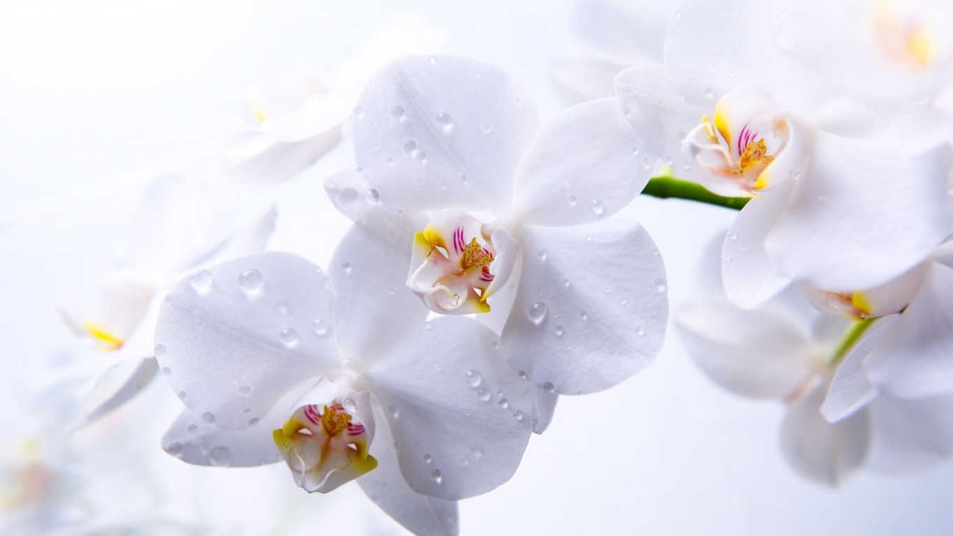 9 loại hoa đẹp, mang lại may mắn nên chưng trong dịp Tết