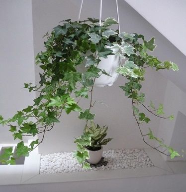 Những loại cây đặt trong phòng giúp bạn có giấc ngủ ngon