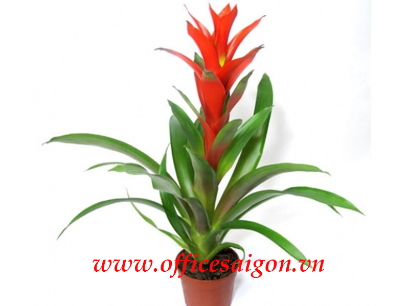 Cây Dứa Nến Đỏ