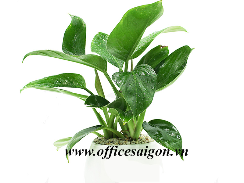 Cây Đế Vương Xanh