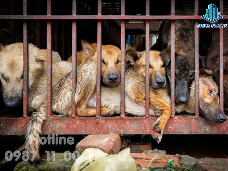 Dân văn phòng nên hay không nên ăn thịt chó