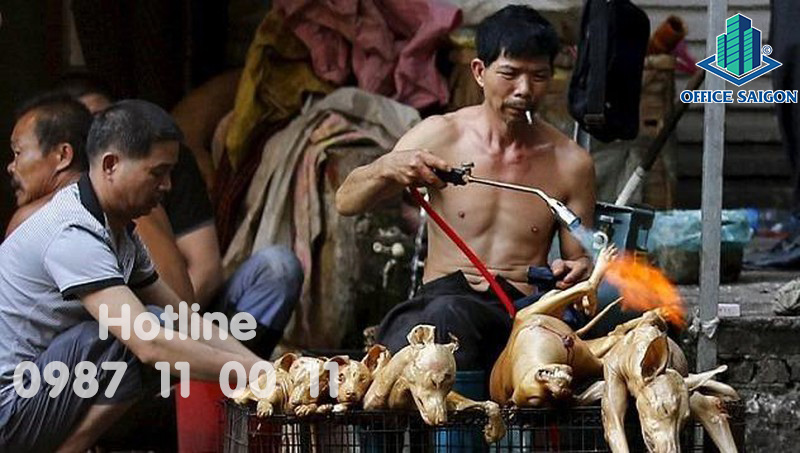 Dân văn phòng nên hay không nên ăn thịt chó