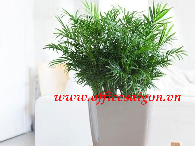 Cây Cau Tiểu Trâm phong thủy Cây Cau Tiểu Trâm phong thủy
