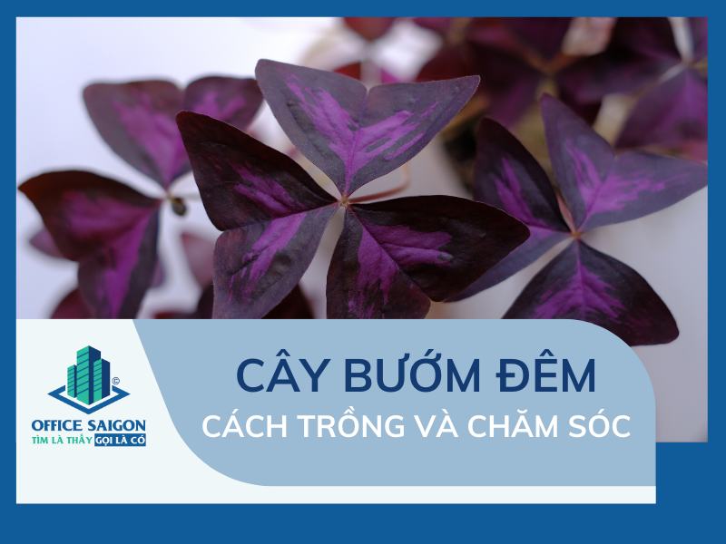 cây bướm đêm ý nghĩa