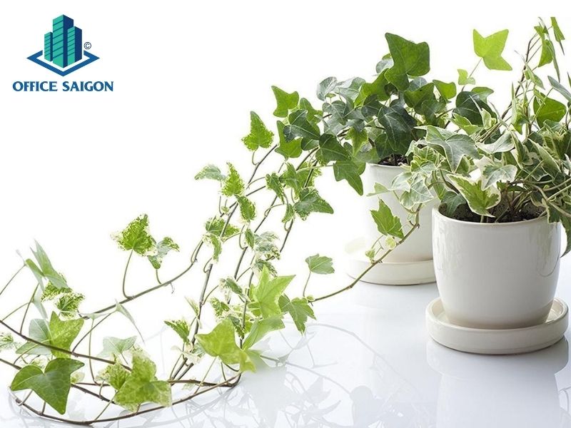 Trưng bày các loại cây dây leo trên bàn làm việc dễ gặp thị phi, rối ren.