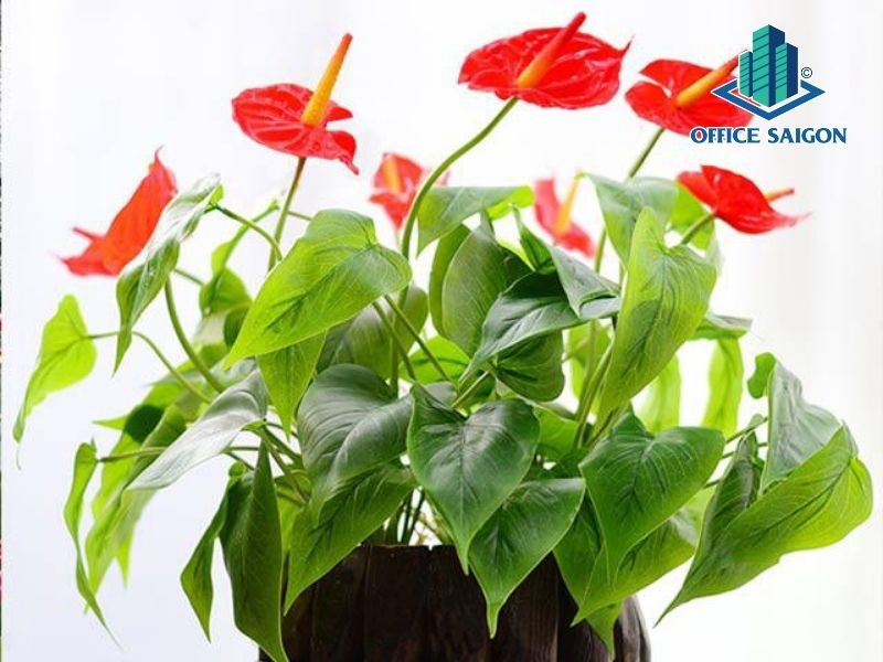 Nguyen tac bo tri ban lam viec phong thuy cho nguoi menh Hoa