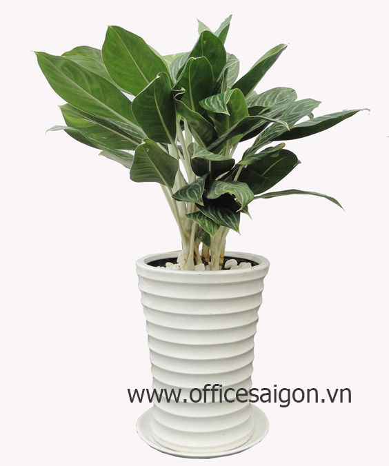 Cây phong thủy Bạch Mã Hoàng Tử