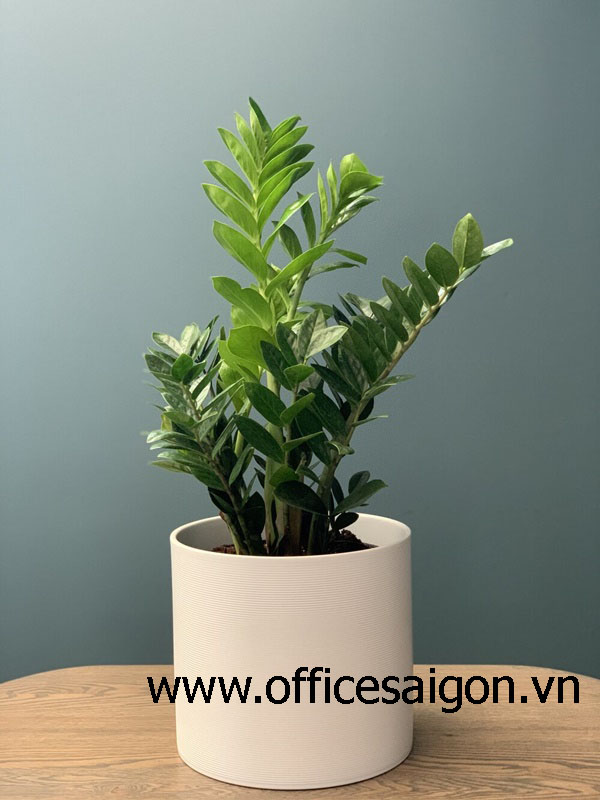Cây phong thủy Kim Tiền