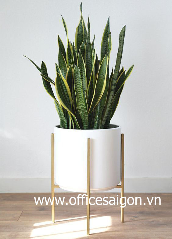 Cây phong thủy Lưỡi Hổ