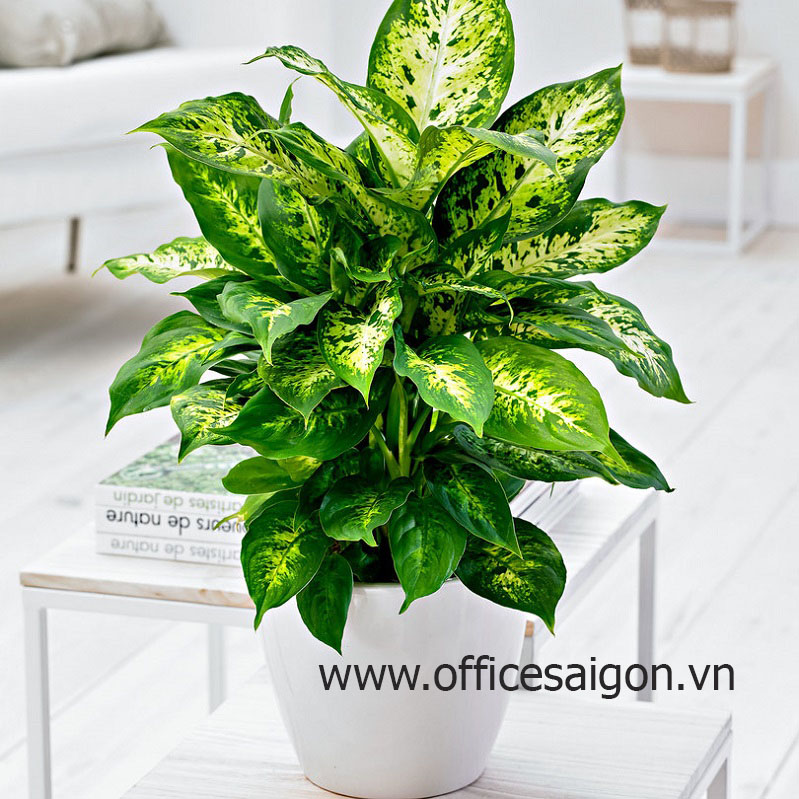 Cây phong thủy Ngọc Ngân