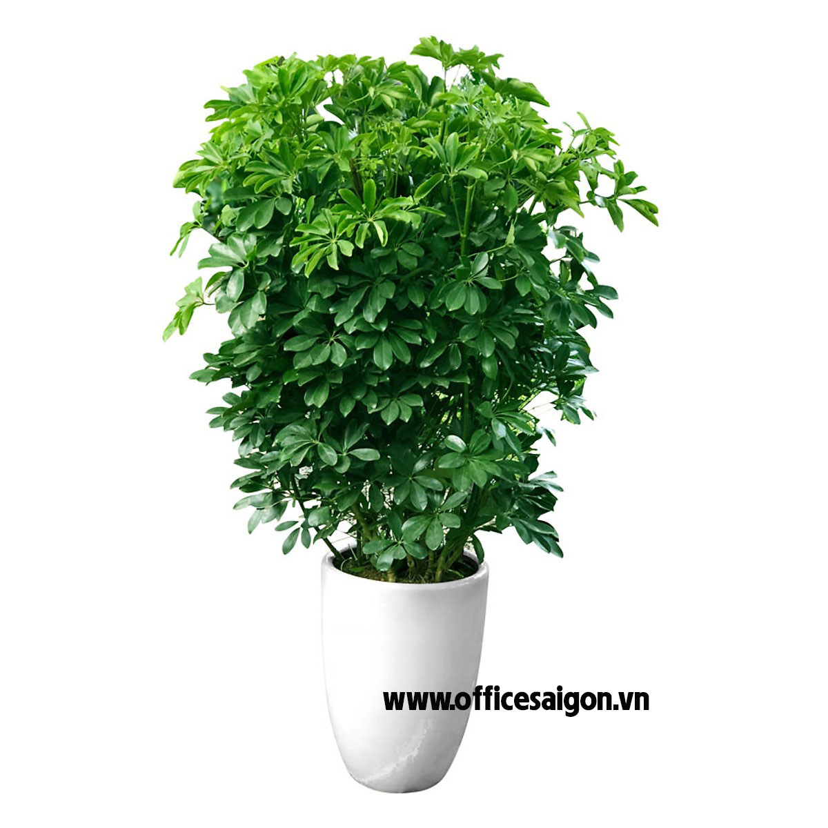 Cây phong thủy Ngũ Gia Bì