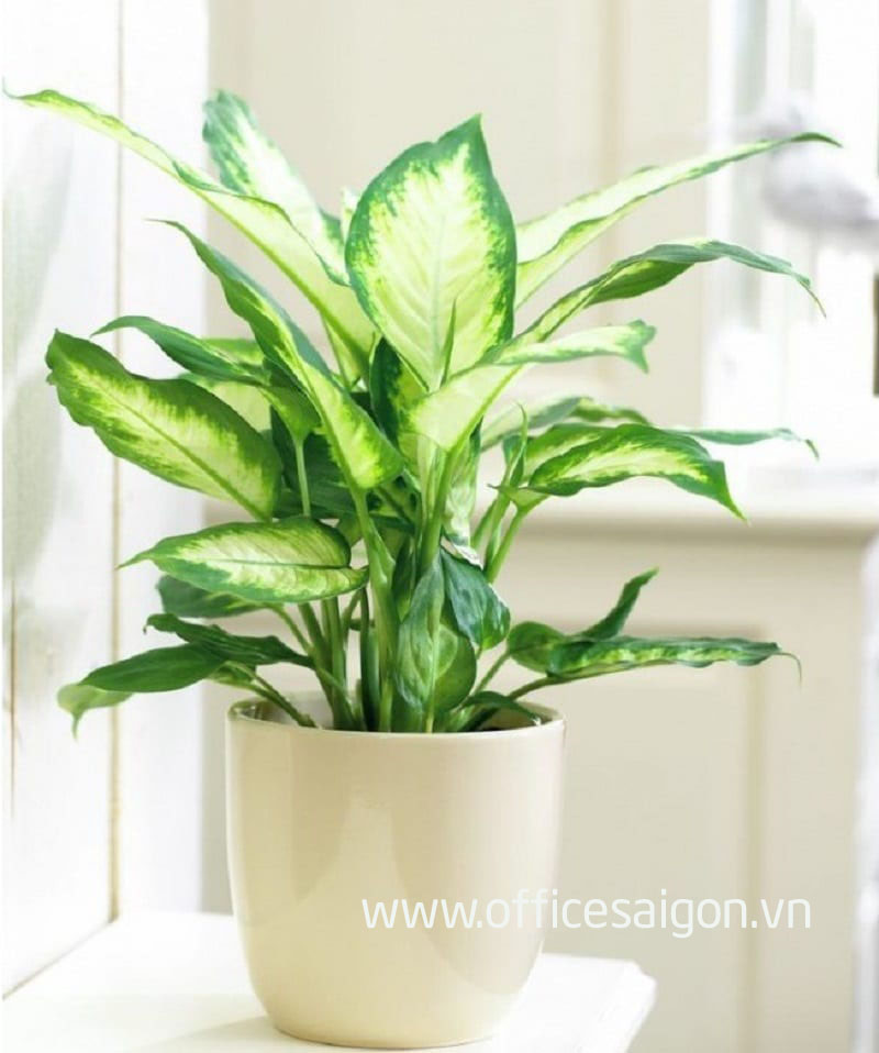Cây phong thủy Vạn Thiên Thanh