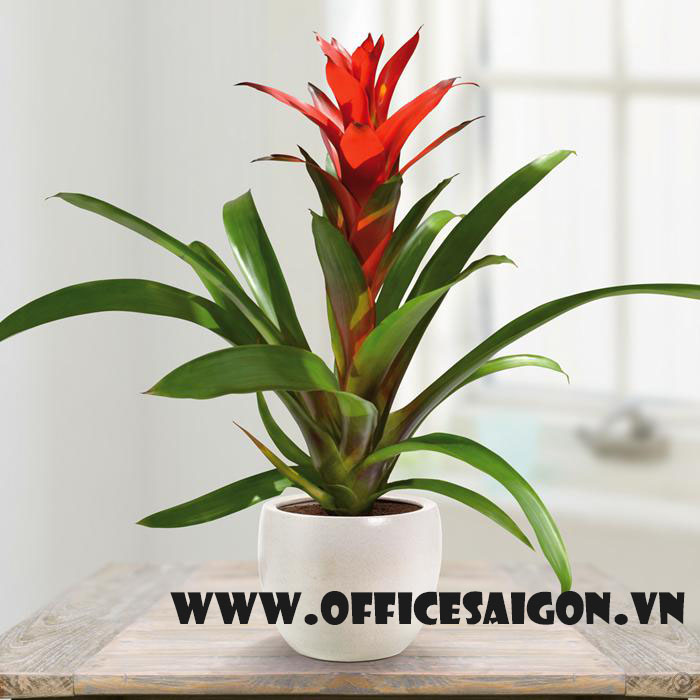 Cây phong thủy Phong Lộc Hoa