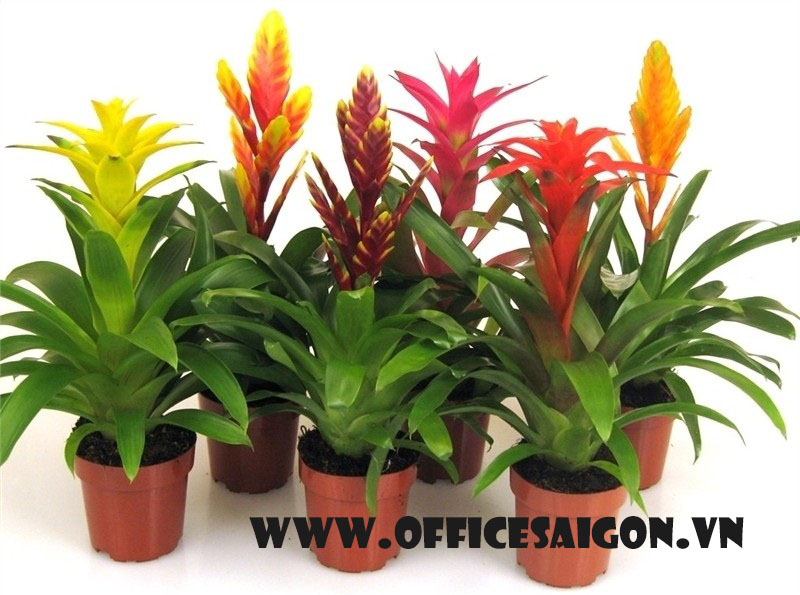 Cây phong thủy Phong Lộc Hoa