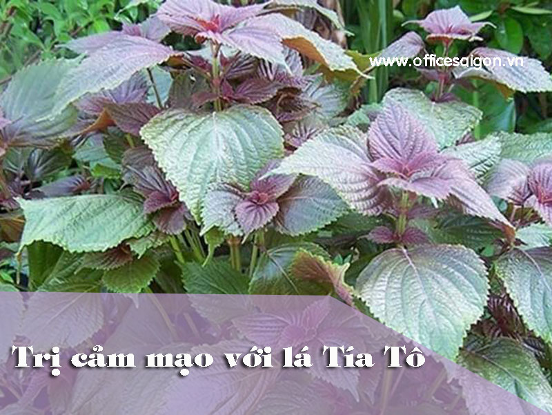 Công dụng chữa bệnh của lá tía tô