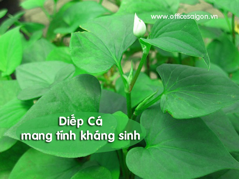 Công dụng chữa bệnh của diếp cá Công dụng chữa bệnh của diếp cá