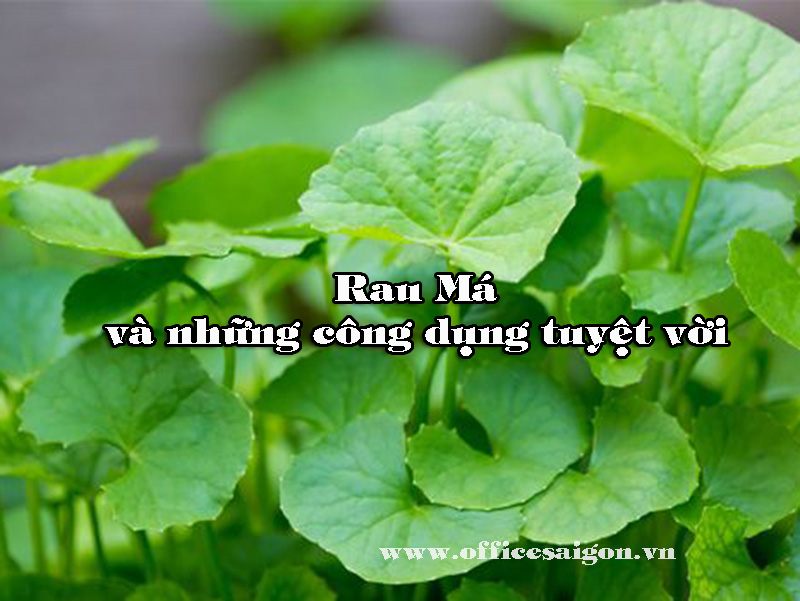 Công dụng chữa bệnh của rau má