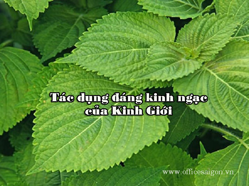 Công dụng chữa bệnh của rau kinh giới