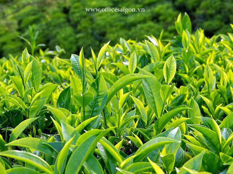 Uống trà xanh giúp tăng cường đề kháng