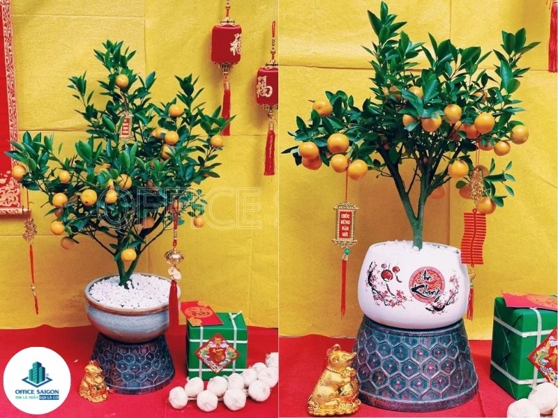 Sử dụng cây quất (cây tắc) trang trí văn phòng Tết